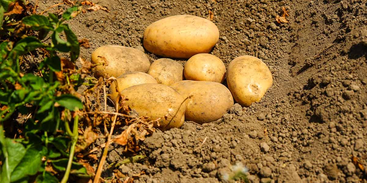 Patate, Unapa presenta otto nuove varietà